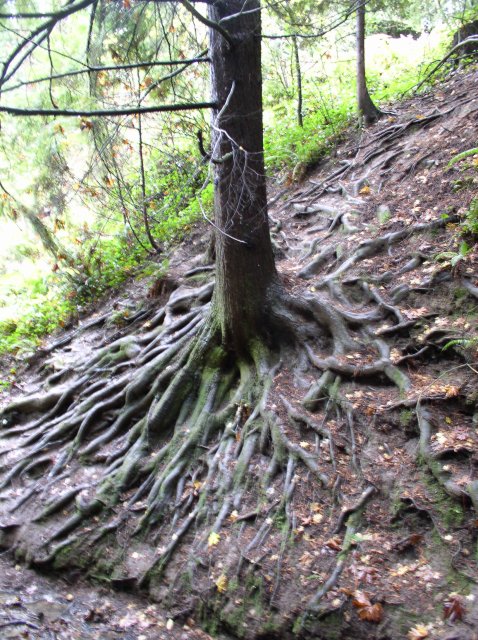 11.13.05 Arboretum-Pittock Mansion-Macleay Park 009 